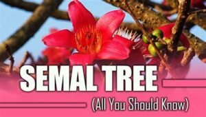 Benefits of Semal tree